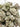 Zangria | Craft Batch Indoor | Organic Living Soil image 1