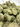 Mimosa | Exotic Indoor image 1