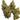 Face Off OG | Exotic | Indica