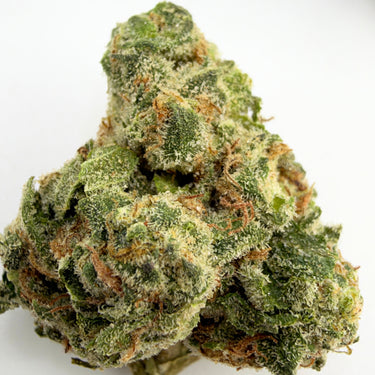 Gascotti (smalls) | Session | Indica