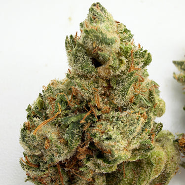 Glue Train (smalls) | Session | Sativa