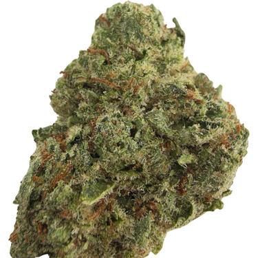 Jet Fuel Gelato (smalls) | Session | Hybrid
