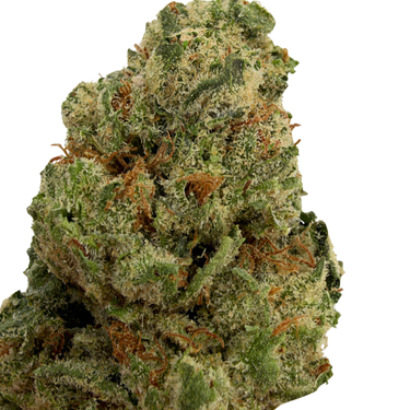 Miami Heat (smalls) | Session | Sativa