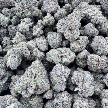 Watermelon Z | Craft | Organic Living Soil